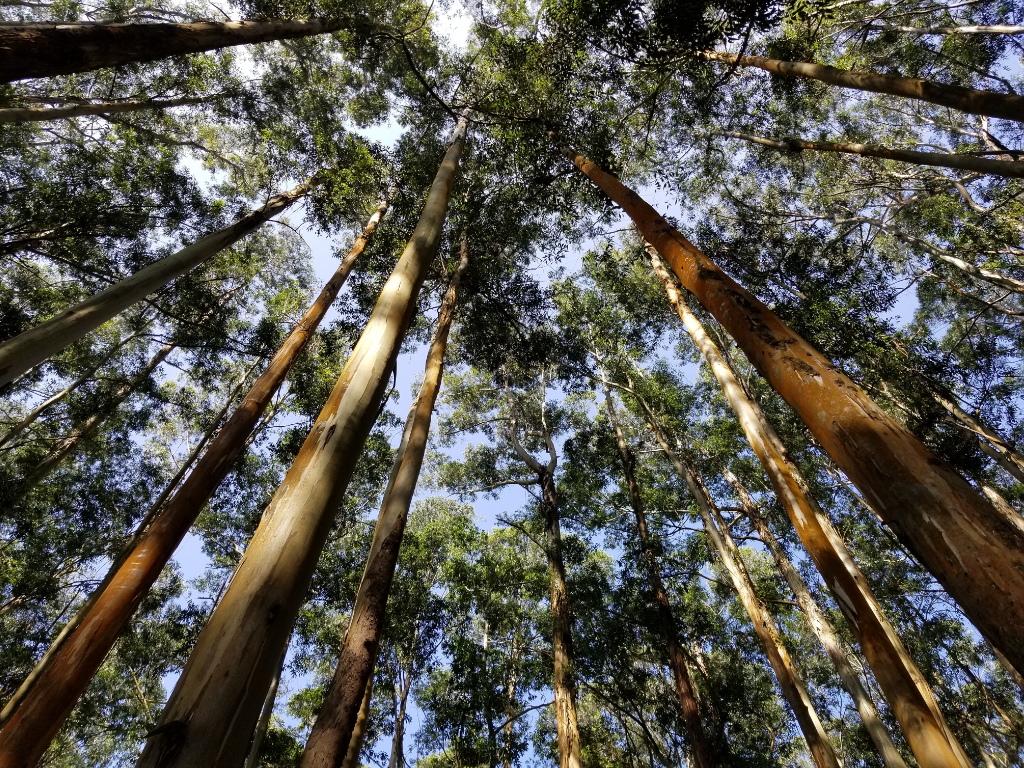 Baumkronen im Wald von unten als Symbol für Nachhaltigkeit